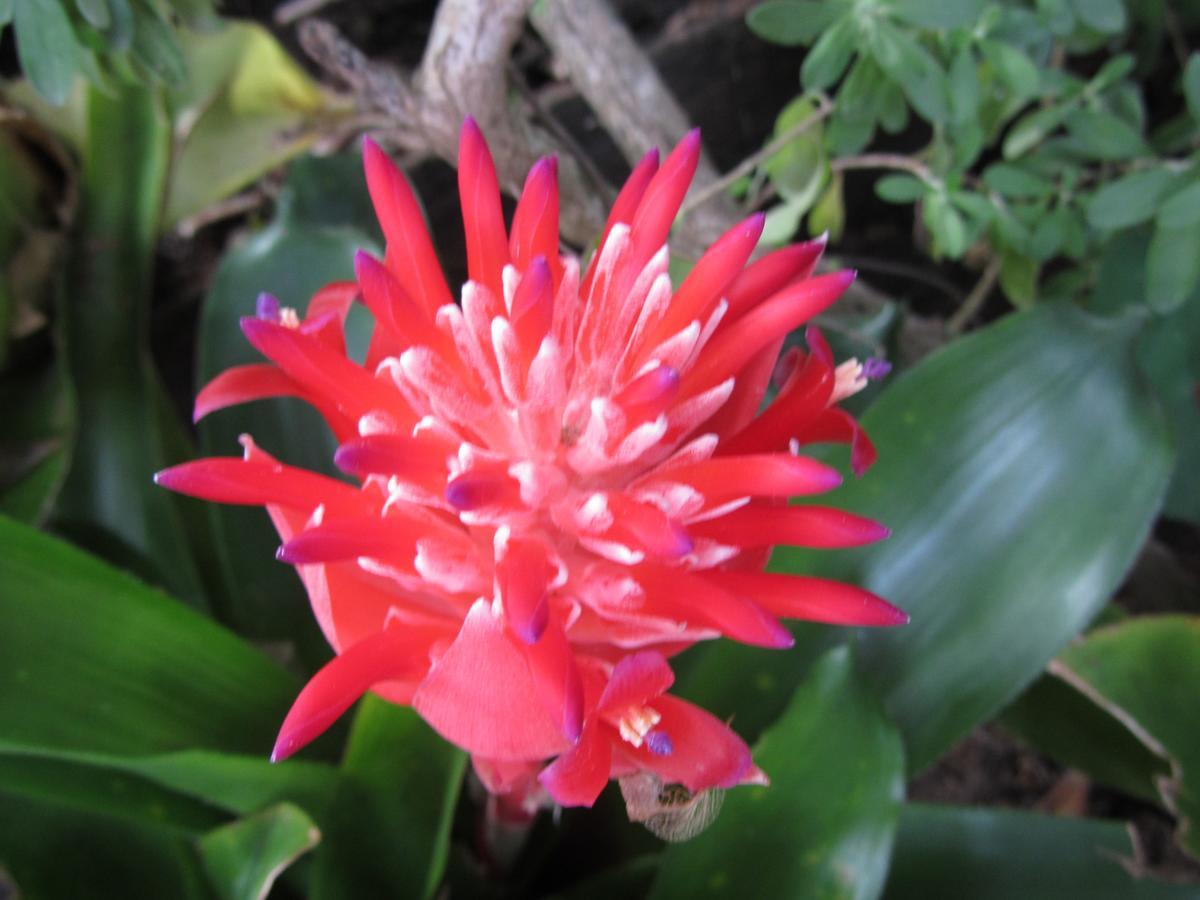 Flower Paradise Bungalows&Swiss Restaurant Roestiland Lamai Beach  Bagian luar foto