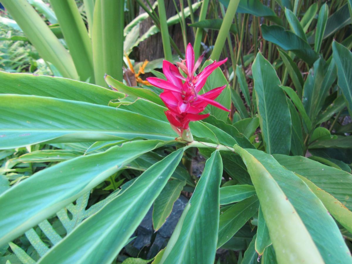 Flower Paradise Bungalows&Swiss Restaurant Roestiland Lamai Beach  Bagian luar foto