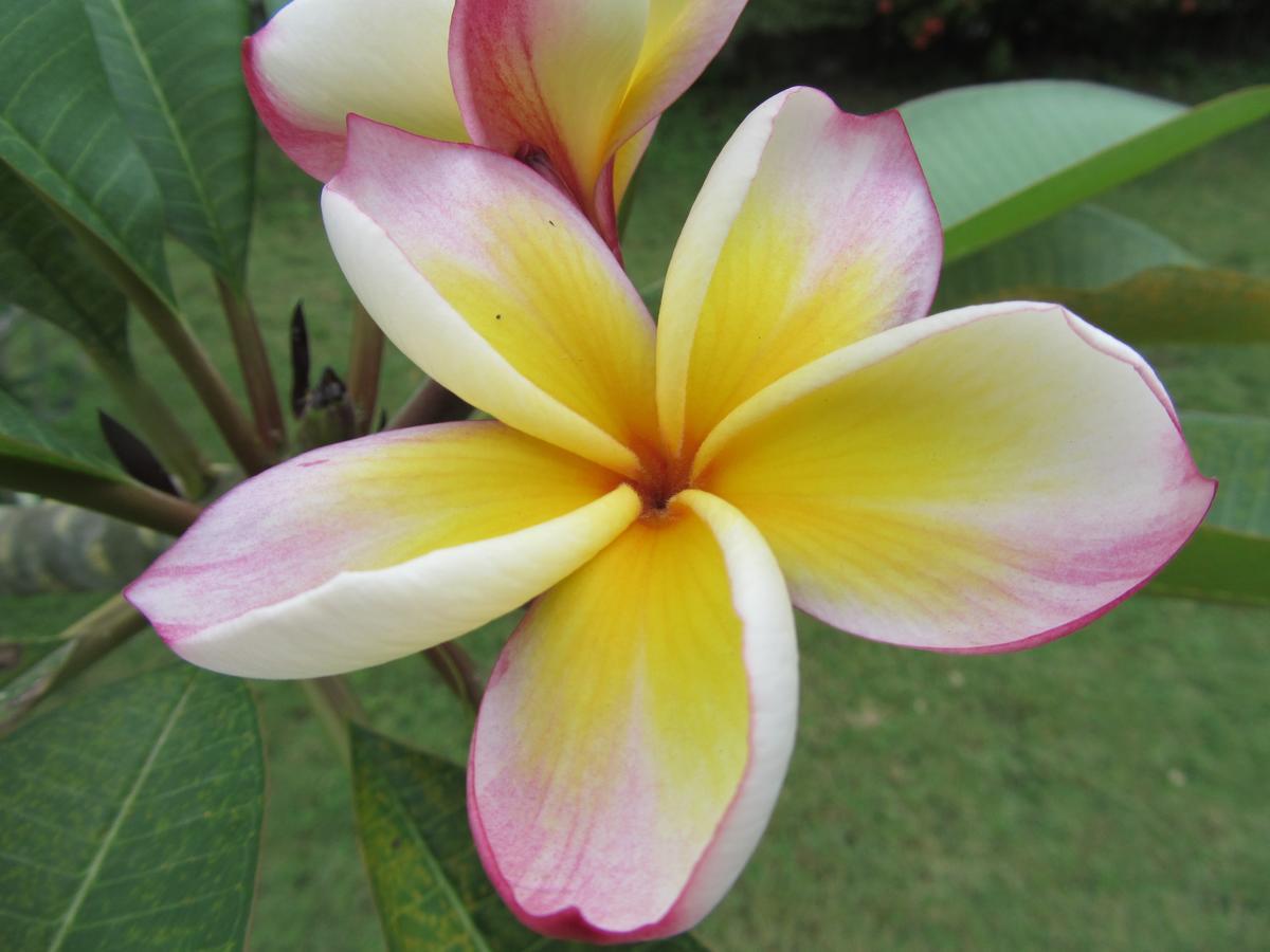 Flower Paradise Bungalows&Swiss Restaurant Roestiland Lamai Beach  Bagian luar foto